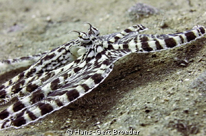 Mimic Octopus
'Shadows '
www.bunakenhans.com
Bunaken, ... by Hans-Gert Broeder 